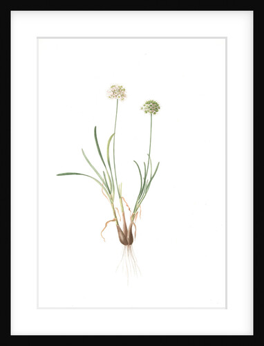 Allium carolinianum, Ail de Caroline by Pierre Joseph Redouté