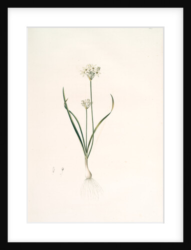 Allium triquetrum, Ail triangulaire, Three-cornered leek by Pierre Joseph Redouté