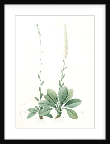 Ophiostachys virginica, Chamaelirium luteum;Ophiostachys de Virginie; Blazing-Star or Devil's Bit, Fairywand by Pierre Joseph Redouté