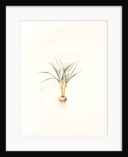 Crocus biflorus, Safran à deux fleurs; Scotch Crocus by Pierre Joseph Redouté