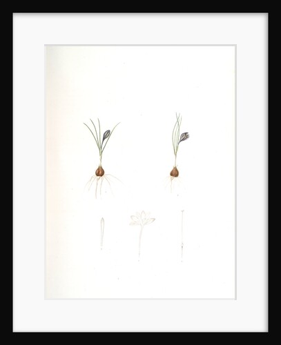 Crocus minimus, Safra nain, Smaller saffron by Pierre Joseph Redouté