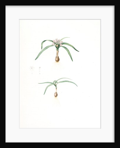 Allium Chamaemoly, Allium chamae-moly; Ail faux-moly by Pierre Joseph Redouté