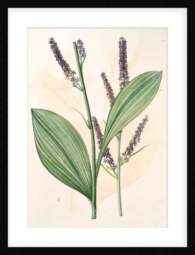 Veratrum nigrum, Vératre noir by Pierre Joseph Redouté