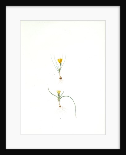 Ixia recurva; Ixia filifolia, Romulea sp; Ixia à feuilles recourbèes by Pierre Joseph Redouté