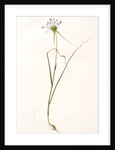 Allium carinatum, Ail en carène, Keeled garlic by Pierre Joseph Redouté