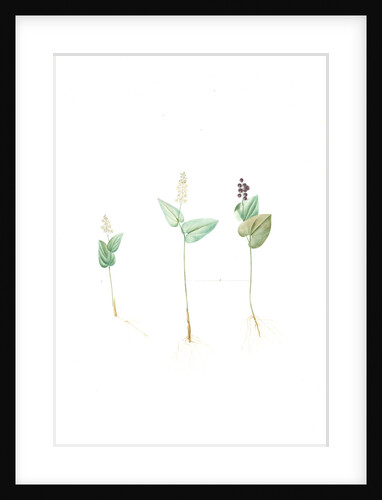 Mayanthemum, Maianthemum canadense; Mayanthème; Mayflower by Pierre Joseph Redouté