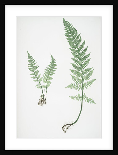 The rigid buckler fern by Henry Riley Bradbury