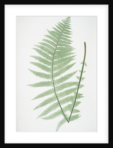 The mountain buckler fern by Henry Riley Bradbury