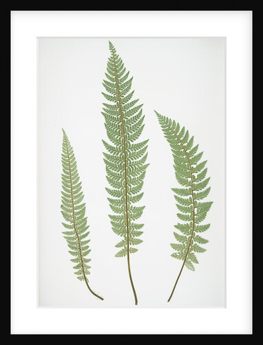 The common prickly shield fern by Henry Riley Bradbury