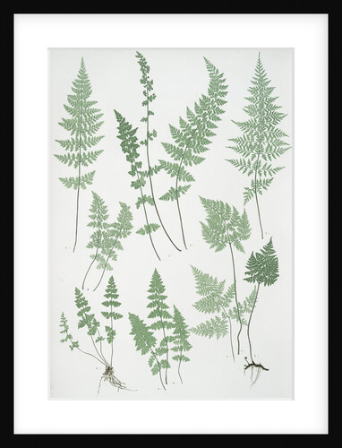 The brittle bladder fern, The Alpine, or Royal bladder fern, The mountain bladder fern by Henry Riley Bradbury