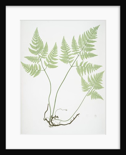 The limestone polypod by Henry Riley Bradbury