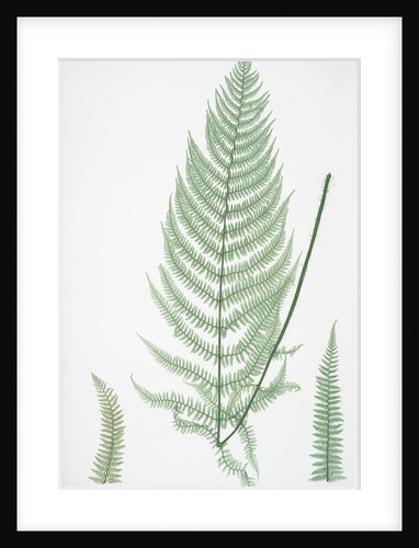 The lady fern by Henry Riley Bradbury