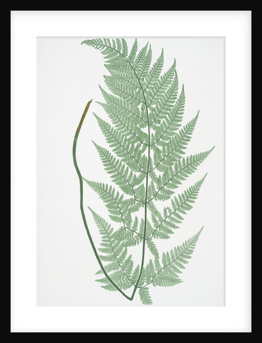 The broad prickly-toothed buckler fern by Henry Riley Bradbury