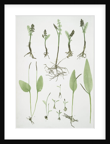 The common moonwort, The common adder's tongue, The dwarf adder's tongue by Henry Riley Bradbury