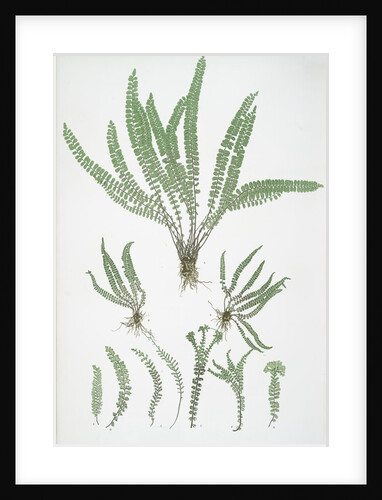 The common maidenhair spleenwort by Henry Riley Bradbury