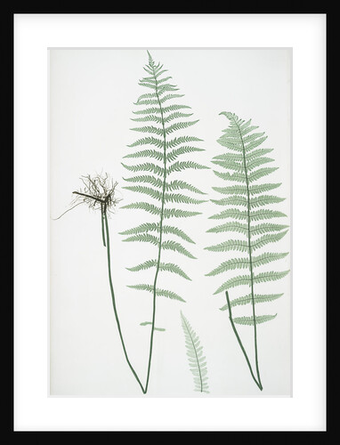The marsh, or Female buckler fern by Henry Riley Bradbury
