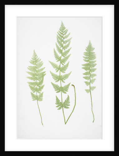 The crested buckler fern by Henry Riley Bradbury