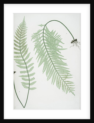 The common polypody by Henry Riley Bradbury