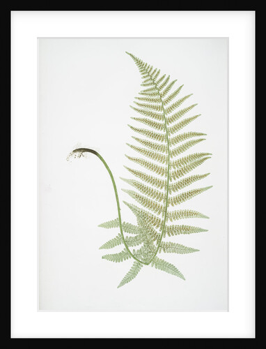 The male fern, or Common buckler fern by Henry Riley Bradbury