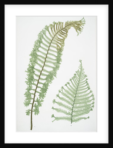 The male fern, or Common buckler fern by Henry Riley Bradbury