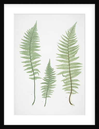 Filix-mas paleacea, The male fern, or Common buckler fern by Henry Riley Bradbury