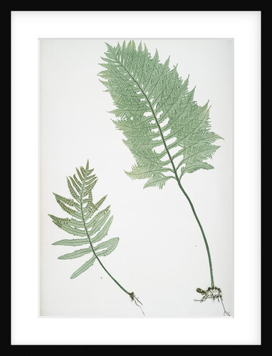 The common polypody by Henry Riley Bradbury