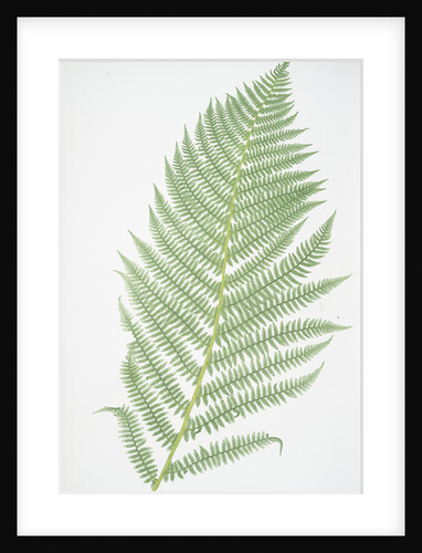 The lady fern by Henry Riley Bradbury