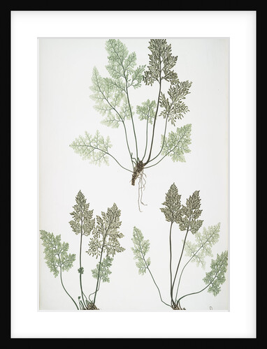 The mountain parsley fern, or Rock brakes by Henry Riley Bradbury