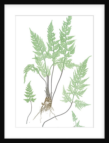 The black maidenhair spleenwort by Henry Riley Bradbury