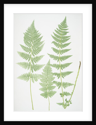 The crested buckler fern by Henry Riley Bradbury