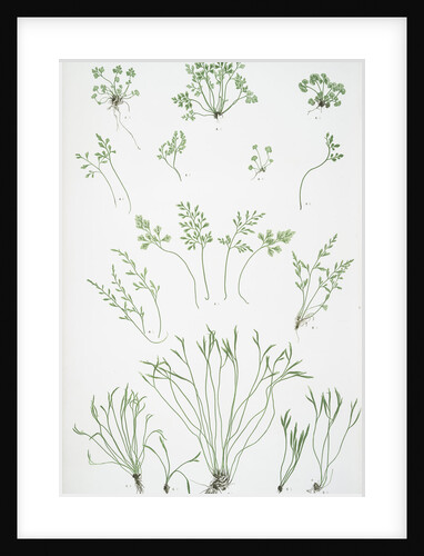 The forked spleenwort by Henry Riley Bradbury