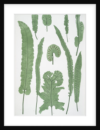 The common harts-tongue fern by Henry Riley Bradbury