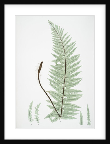 The soft prickly shield fern by Henry Riley Bradbury