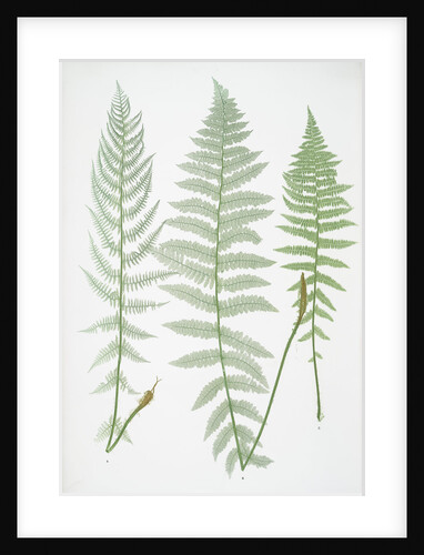 The lady fern by Henry Riley Bradbury