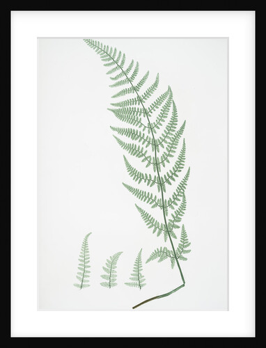 The broad prickly-toothed buckler fern by Henry Riley Bradbury