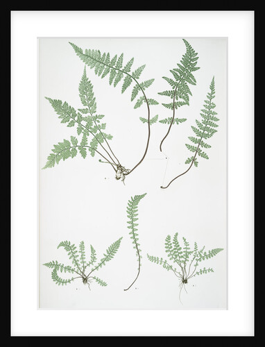 The smooth rock spleenwort by Henry Riley Bradbury