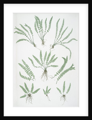 The green spleenwort by Henry Riley Bradbury