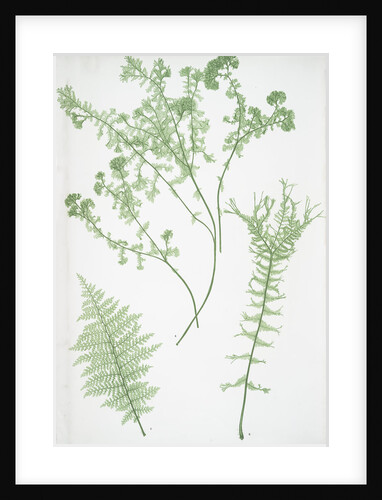 The lady fern by Henry Riley Bradbury