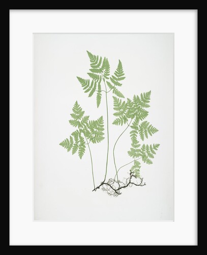 The smooth three-branched polypody, or Oak fern by Henry Riley Bradbury