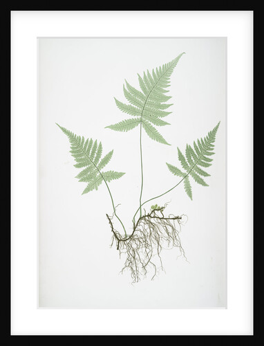 The mountain polypody, or Beech fern by Henry Riley Bradbury