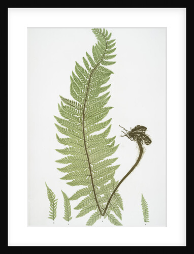 The common prickly shield fern by Henry Riley Bradbury