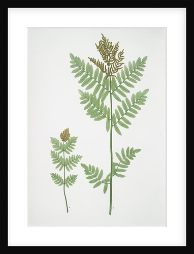 The royal, or Flowering fern by Henry Riley Bradbury