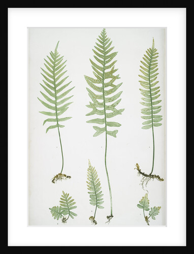 The common polypody by Henry Riley Bradbury