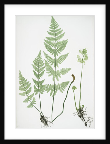 The narrow prickly-toothed buckler fern by Henry Riley Bradbury