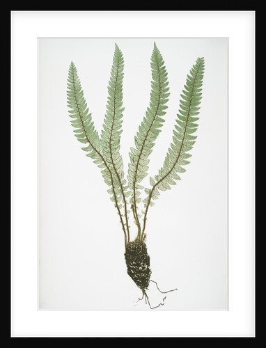 The Alpine shield fern, or Holly fern by Henry Riley Bradbury