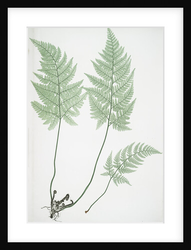 The hay-scented, or Concave prickly-toothed buckler fern by Henry Riley Bradbury