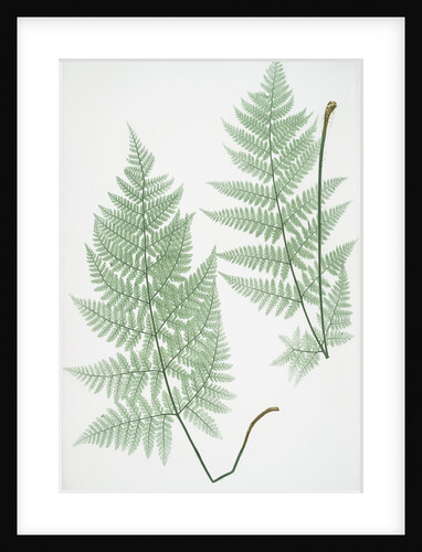 The broad prickly-toothed buckler fern by Henry Riley Bradbury