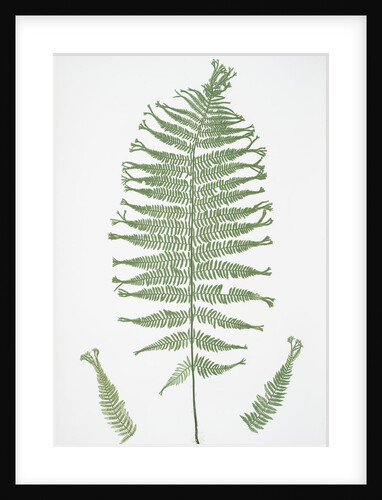 The lady fern by Henry Riley Bradbury