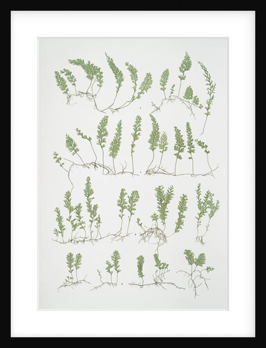 The tunbridge film fern by Henry Riley Bradbury