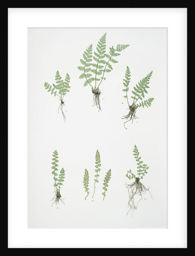 The oblong woodsia - The Alpine, or Deltoid woodsia by Henry Riley Bradbury